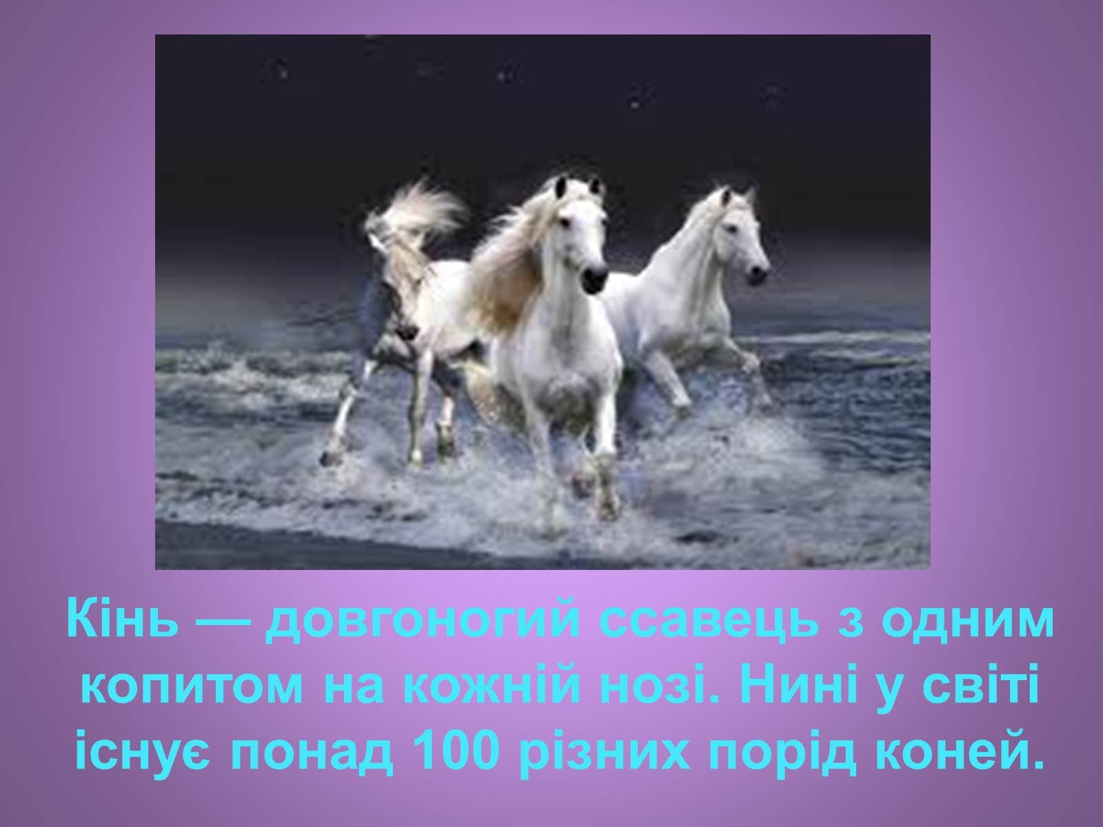 Презентація на тему «Коні» - Слайд #2 Презентація на тему «Коні» - Слайд #2