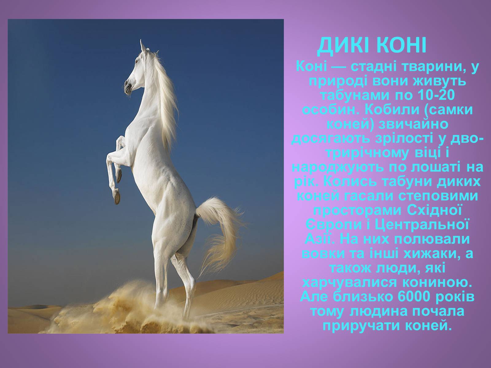 Презентація на тему «Коні» - Слайд #6 Презентація на тему «Коні» - Слайд #6