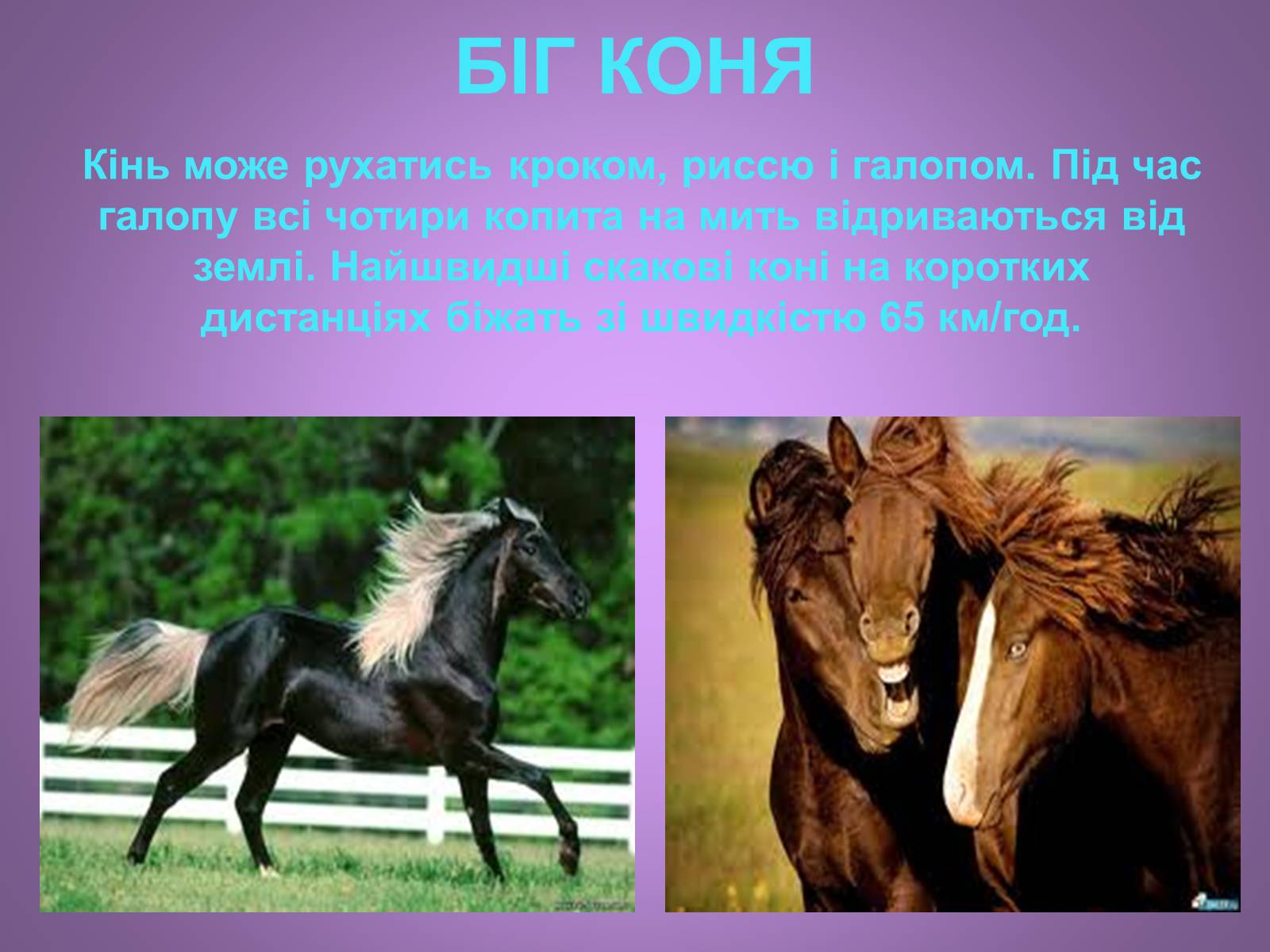Презентація на тему «Коні» - Слайд #7 Презентація на тему «Коні» - Слайд #7