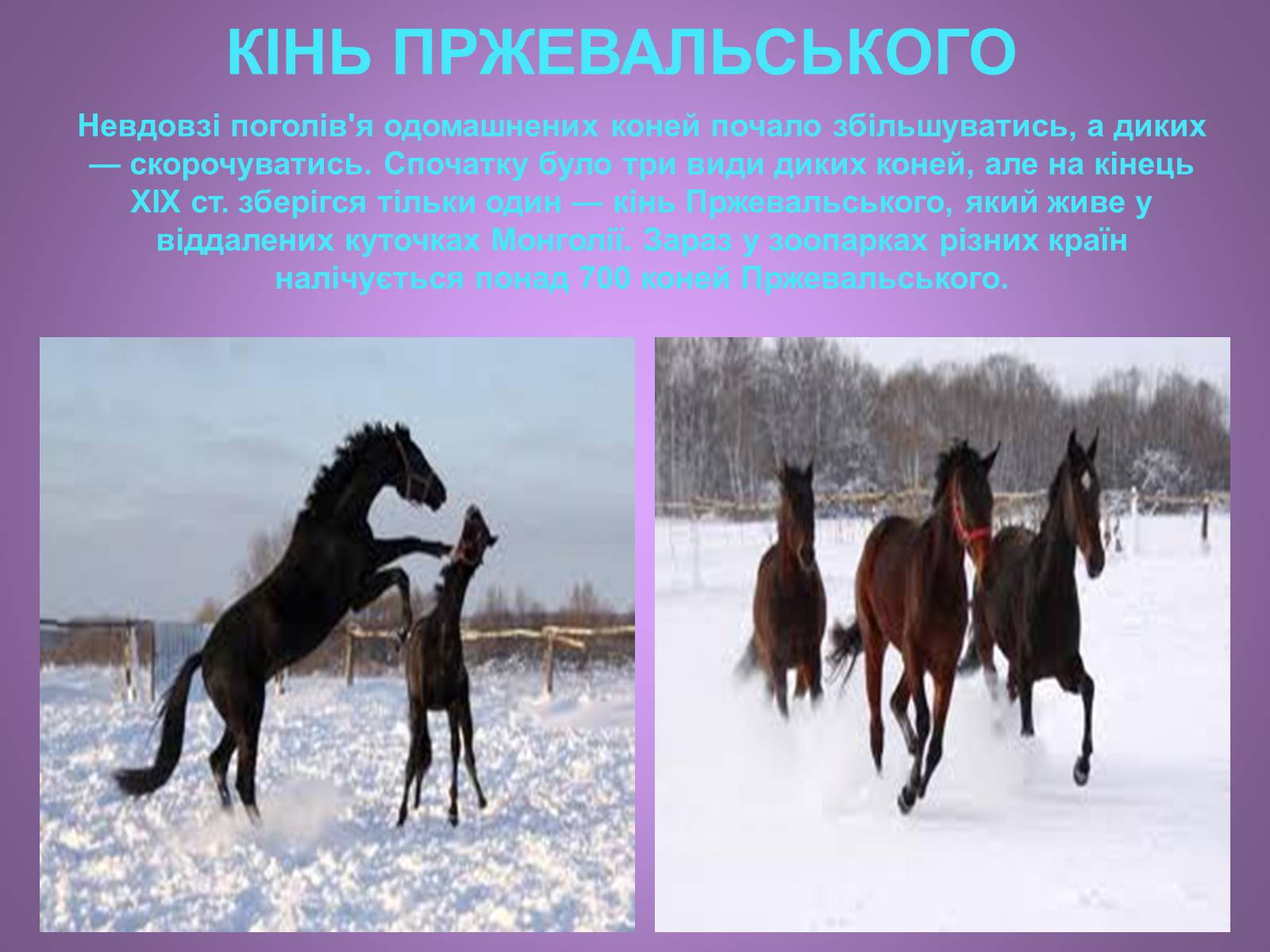 Презентація на тему «Коні» - Слайд #8 Презентація на тему «Коні» - Слайд #8