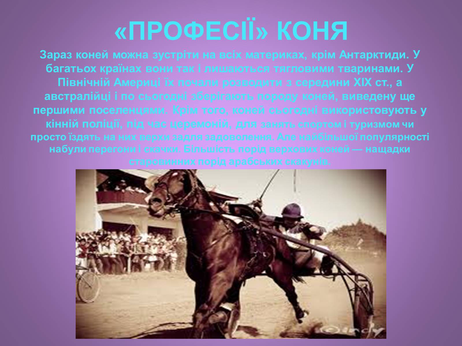 Презентація на тему «Коні» - Слайд #9 Презентація на тему «Коні» - Слайд #9