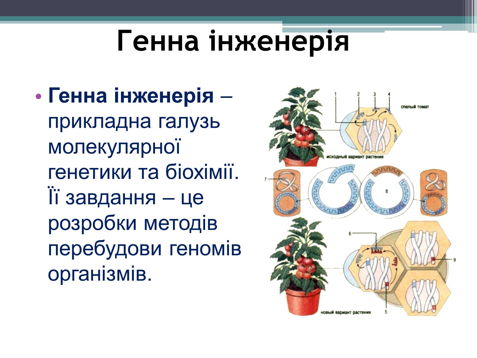 Презентація на тему «Основні напрямки сучасної біотехнології» (варіант 3) - Слайд #6 Презентація на тему «Основні напрямки сучасної біотехнології» (варіант 3) - Слайд #6