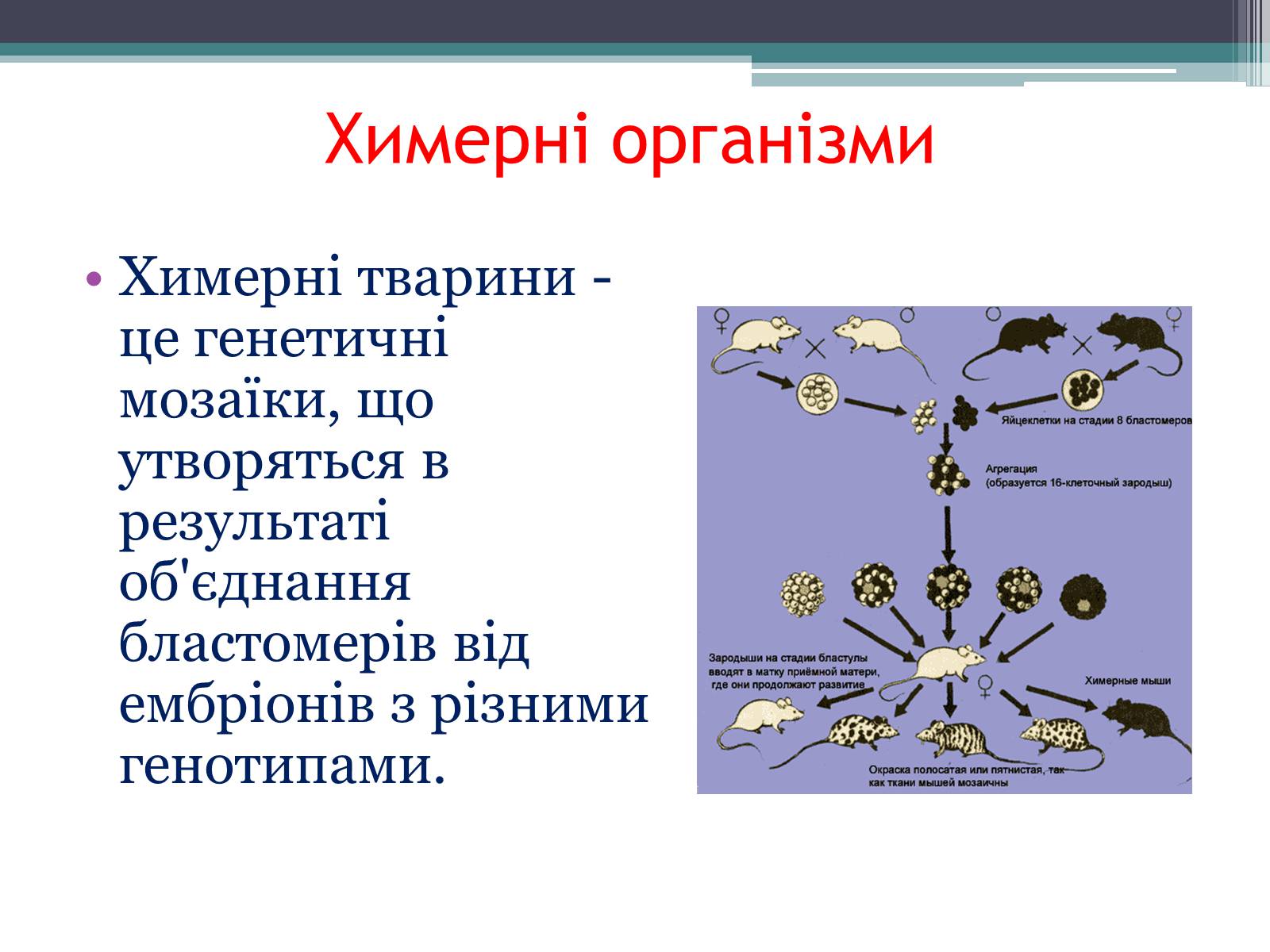 Презентація на тему «Основні напрямки сучасної біотехнології» (варіант 3) - Слайд #9 Презентація на тему «Основні напрямки сучасної біотехнології» (варіант 3) - Слайд #9