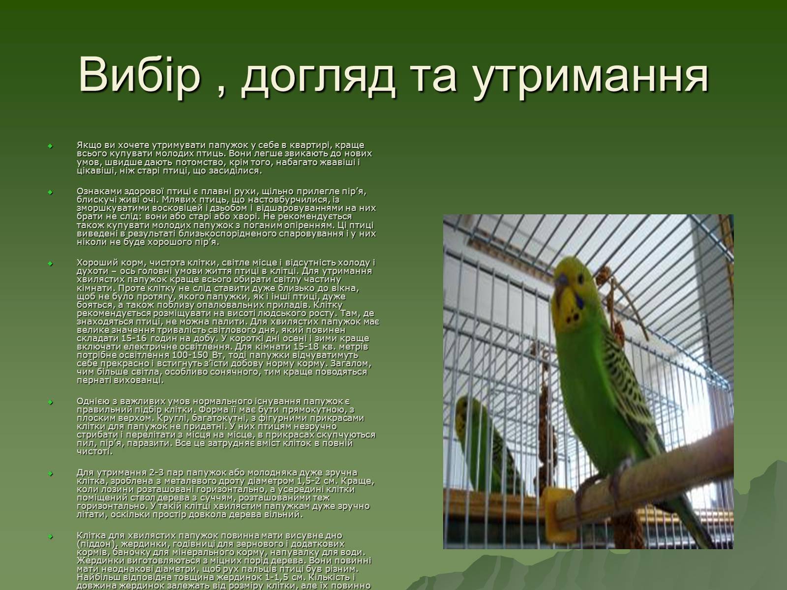 Презентація на тему «Хвилясті папуги та все про них» - Слайд #3 Презентація на тему «Хвилясті папуги та все про них» - Слайд #3