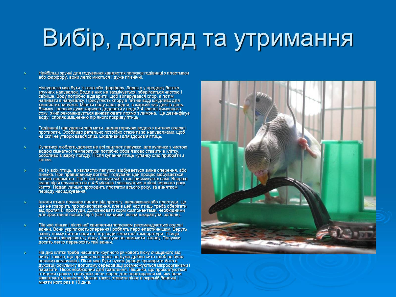 Презентація на тему «Хвилясті папуги та все про них» - Слайд #4 Презентація на тему «Хвилясті папуги та все про них» - Слайд #4