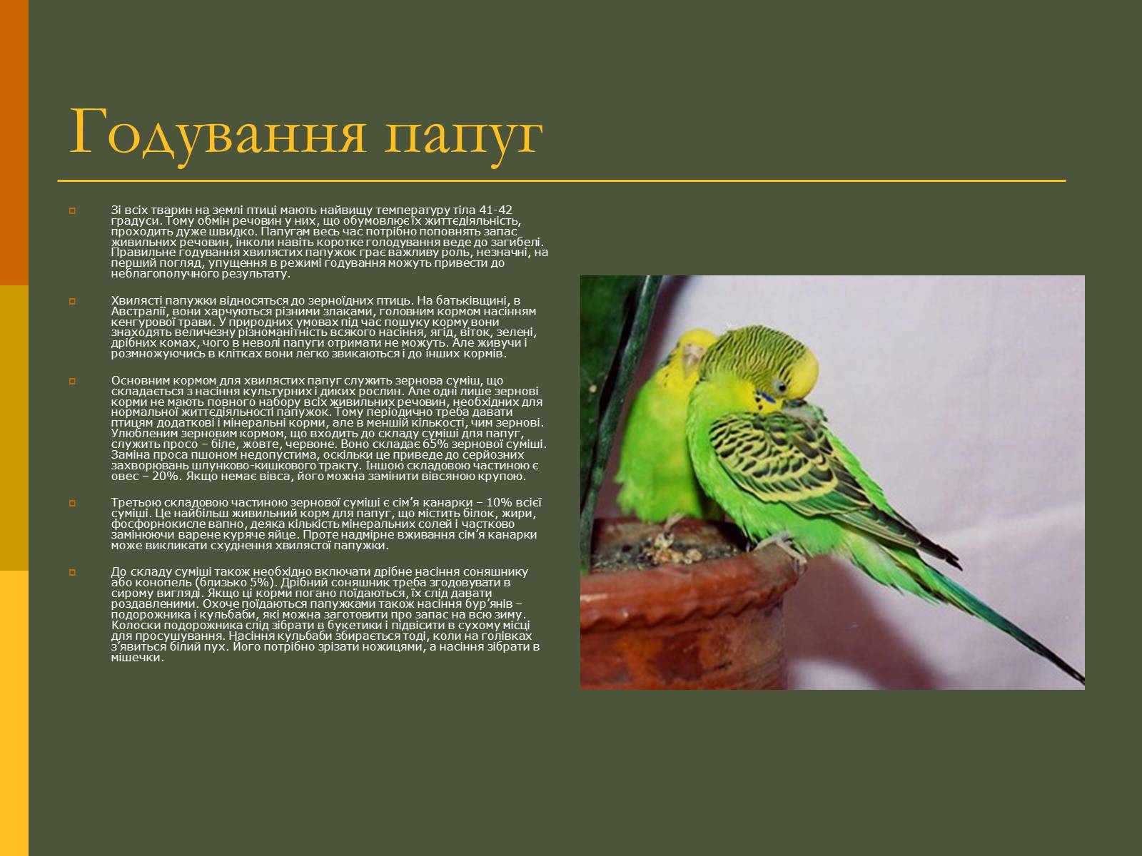 Презентація на тему «Хвилясті папуги та все про них» - Слайд #5 Презентація на тему «Хвилясті папуги та все про них» - Слайд #5