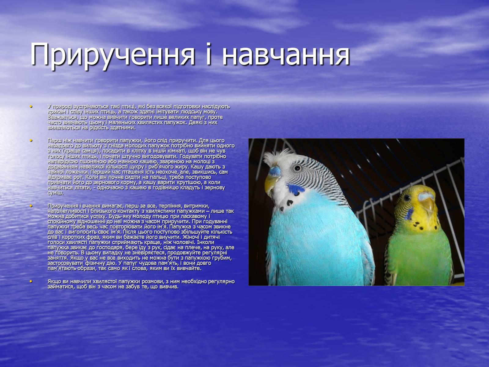 Презентація на тему «Хвилясті папуги та все про них» - Слайд #7 Презентація на тему «Хвилясті папуги та все про них» - Слайд #7