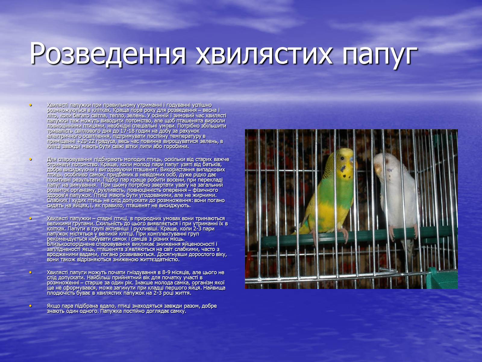 Презентація на тему «Хвилясті папуги та все про них» - Слайд #8 Презентація на тему «Хвилясті папуги та все про них» - Слайд #8