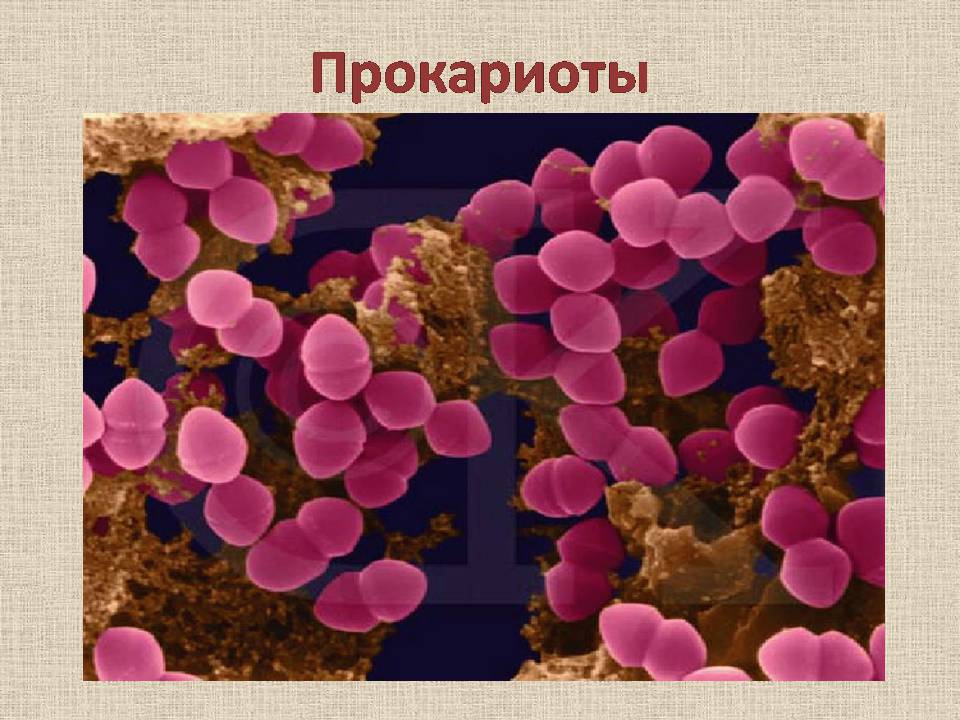 Презентація на тему «Прокариоты» (варіант 4) - Слайд #1 Презентація на тему «Прокариоты» (варіант 4) - Слайд #1