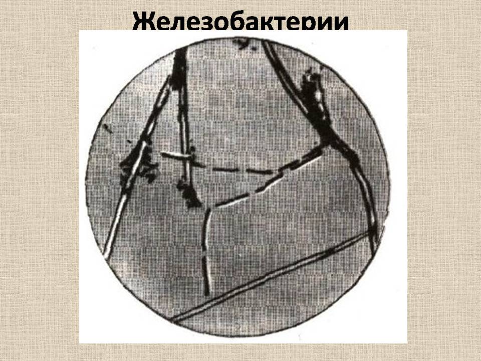 Презентація на тему «Прокариоты» (варіант 4) - Слайд #10 Презентація на тему «Прокариоты» (варіант 4) - Слайд #10