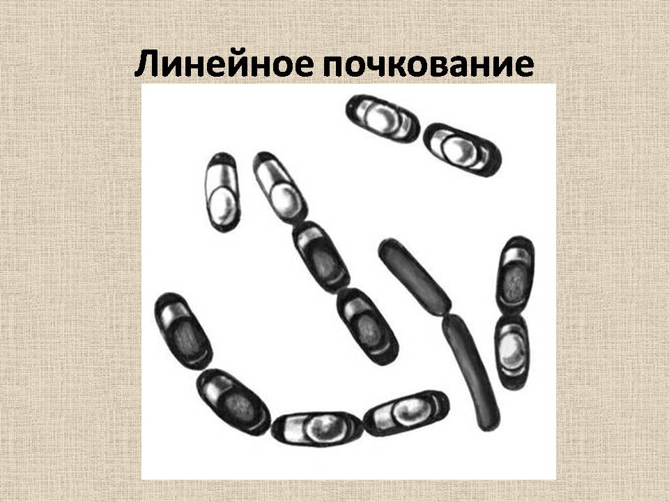 Презентація на тему «Прокариоты» (варіант 4) - Слайд #11 Презентація на тему «Прокариоты» (варіант 4) - Слайд #11