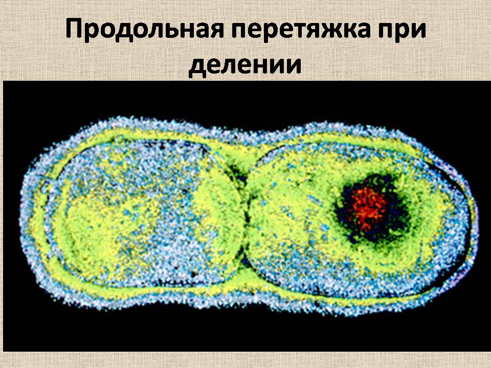 Презентація на тему «Прокариоты» (варіант 4) - Слайд #13 Презентація на тему «Прокариоты» (варіант 4) - Слайд #13