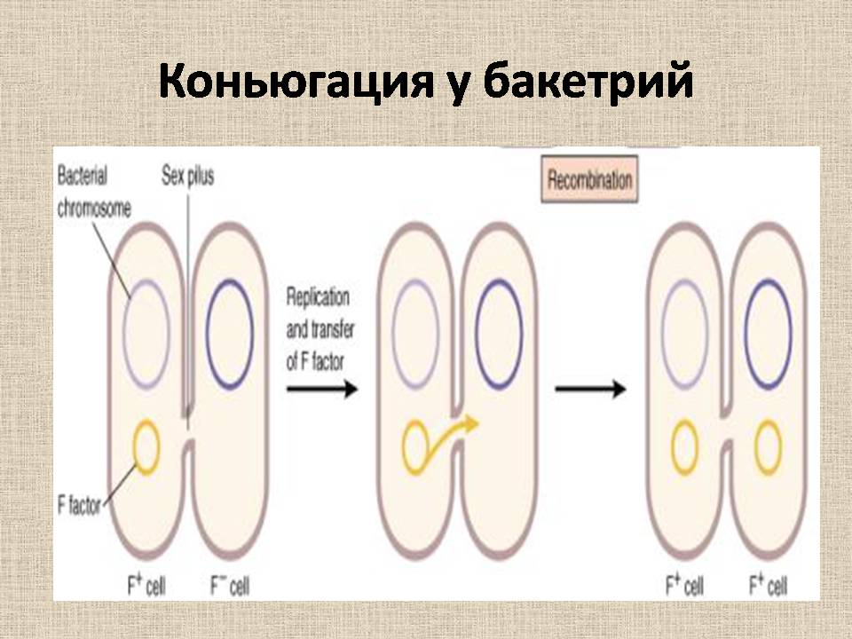 Презентація на тему «Прокариоты» (варіант 4) - Слайд #14 Презентація на тему «Прокариоты» (варіант 4) - Слайд #14