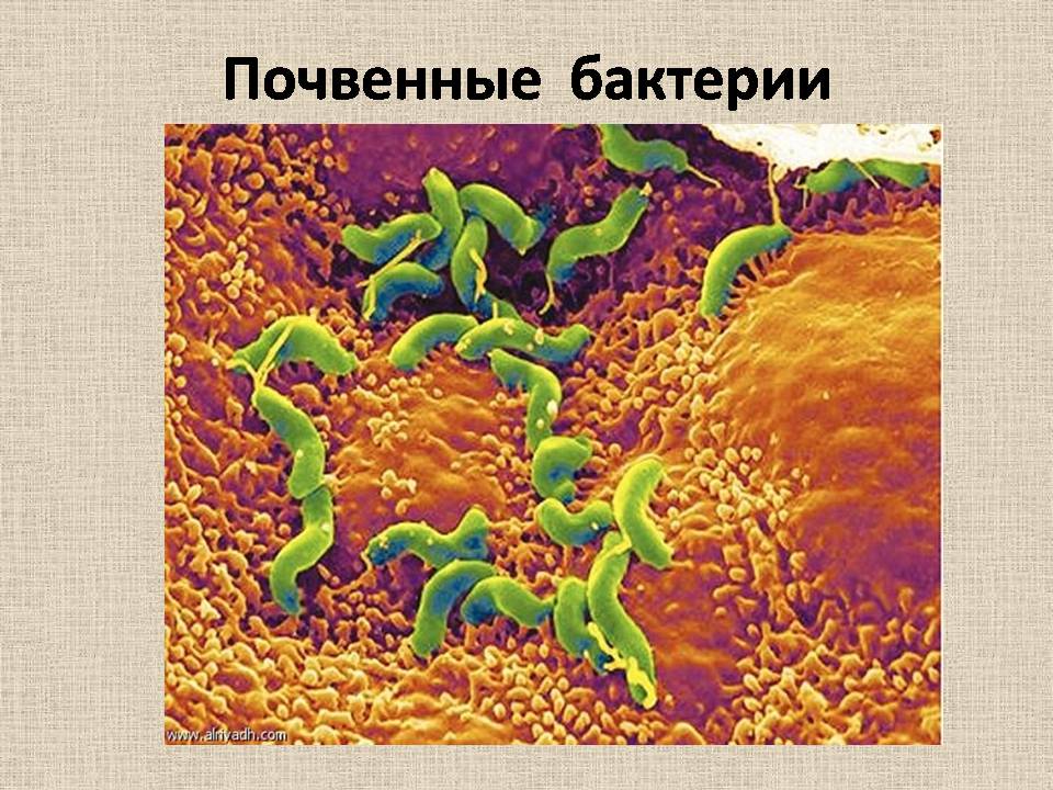 Презентація на тему «Прокариоты» (варіант 4) - Слайд #16 Презентація на тему «Прокариоты» (варіант 4) - Слайд #16