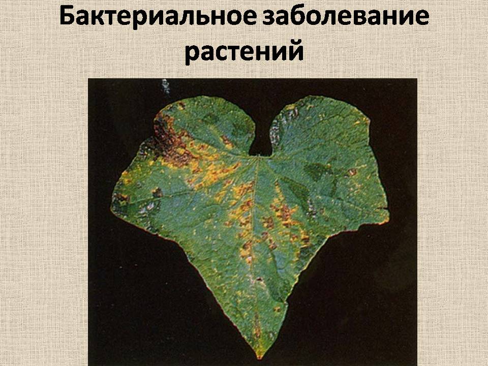 Презентація на тему «Прокариоты» (варіант 4) - Слайд #19 Презентація на тему «Прокариоты» (варіант 4) - Слайд #19