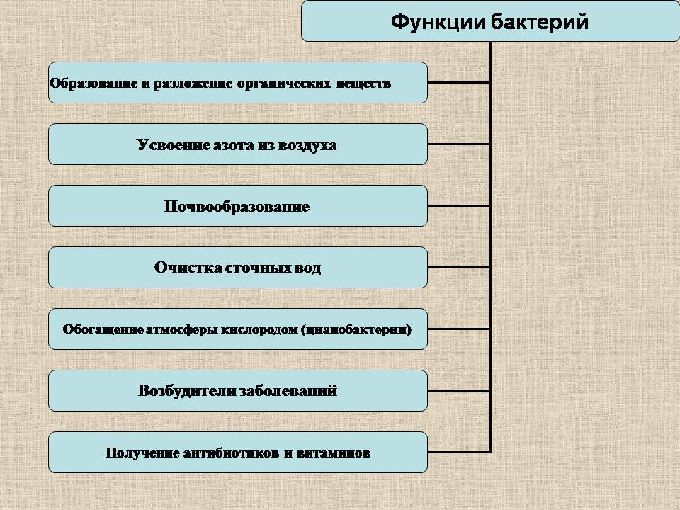 Презентація на тему «Прокариоты» (варіант 4) - Слайд #20 Презентація на тему «Прокариоты» (варіант 4) - Слайд #20