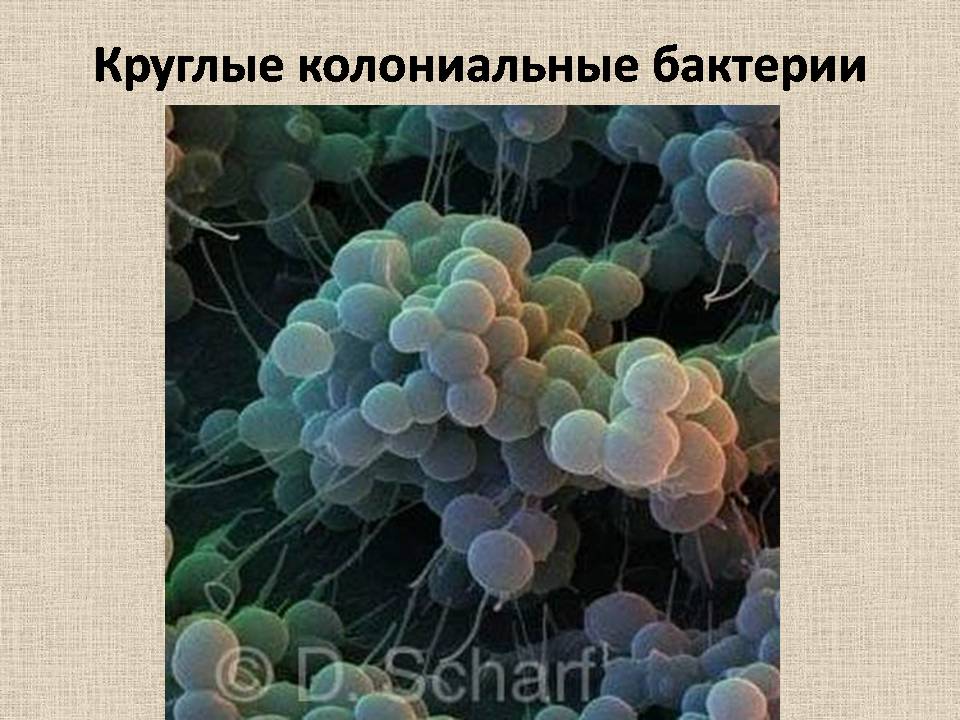 Презентація на тему «Прокариоты» (варіант 4) - Слайд #5 Презентація на тему «Прокариоты» (варіант 4) - Слайд #5