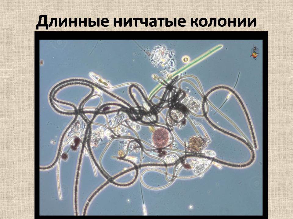 Презентація на тему «Прокариоты» (варіант 4) - Слайд #6 Презентація на тему «Прокариоты» (варіант 4) - Слайд #6