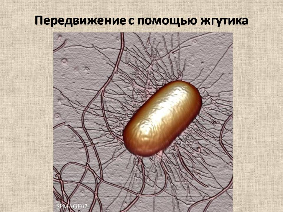 Презентація на тему «Прокариоты» (варіант 4) - Слайд #8 Презентація на тему «Прокариоты» (варіант 4) - Слайд #8