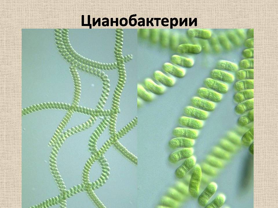 Презентація на тему «Прокариоты» (варіант 4) - Слайд #9 Презентація на тему «Прокариоты» (варіант 4) - Слайд #9