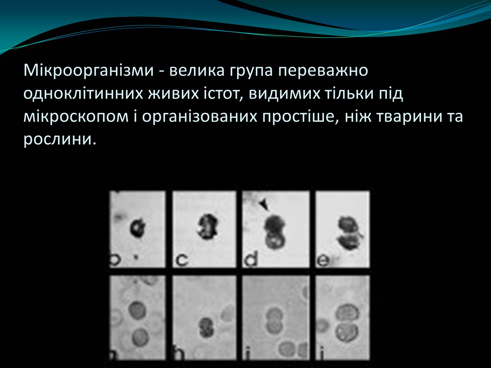 Презентація на тему «Мікроорганізми» - Слайд #1 Презентація на тему «Мікроорганізми» - Слайд #1