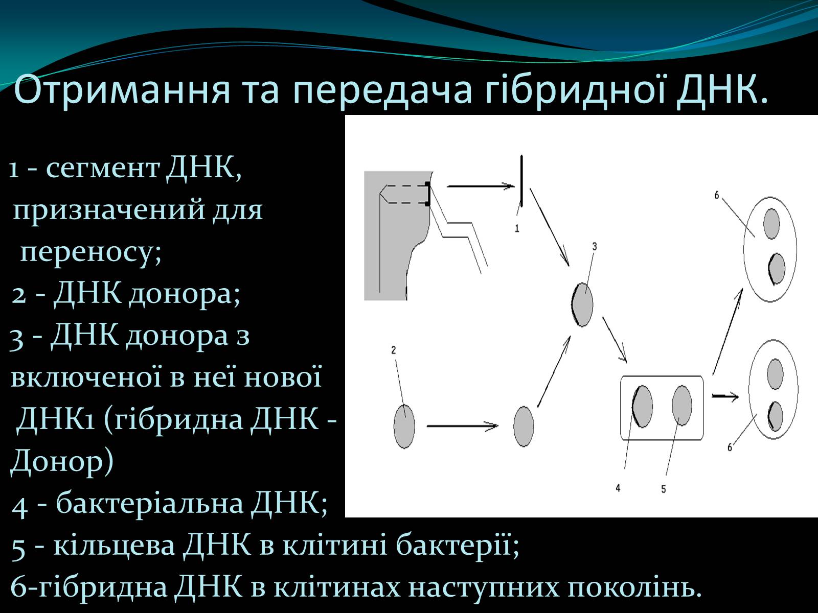Презентація на тему «Мікроорганізми» - Слайд #8 Презентація на тему «Мікроорганізми» - Слайд #8