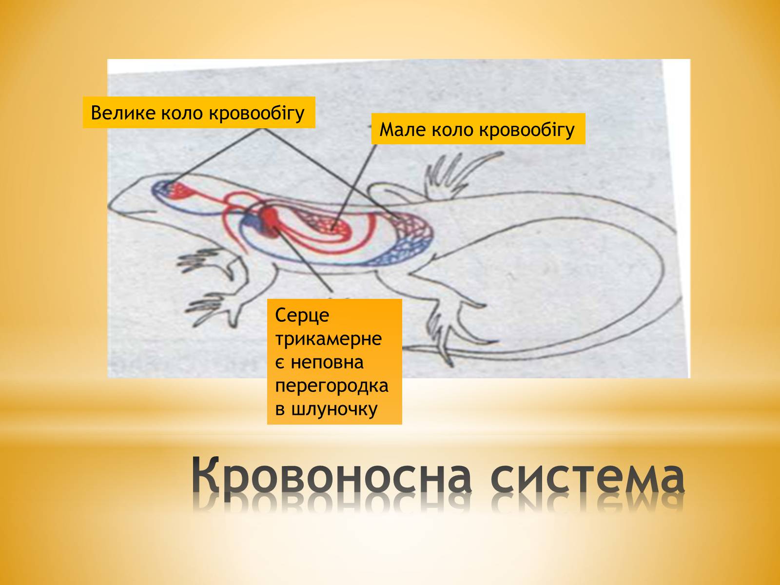 Презентація на тему «Клас Плазуни» - Слайд #11 Презентація на тему «Клас Плазуни» - Слайд #11