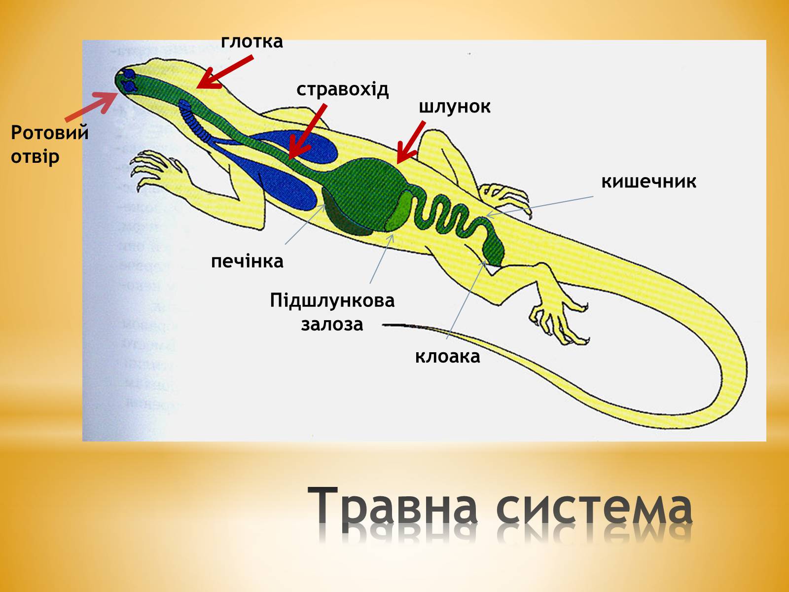 Презентація на тему «Клас Плазуни» - Слайд #12 Презентація на тему «Клас Плазуни» - Слайд #12