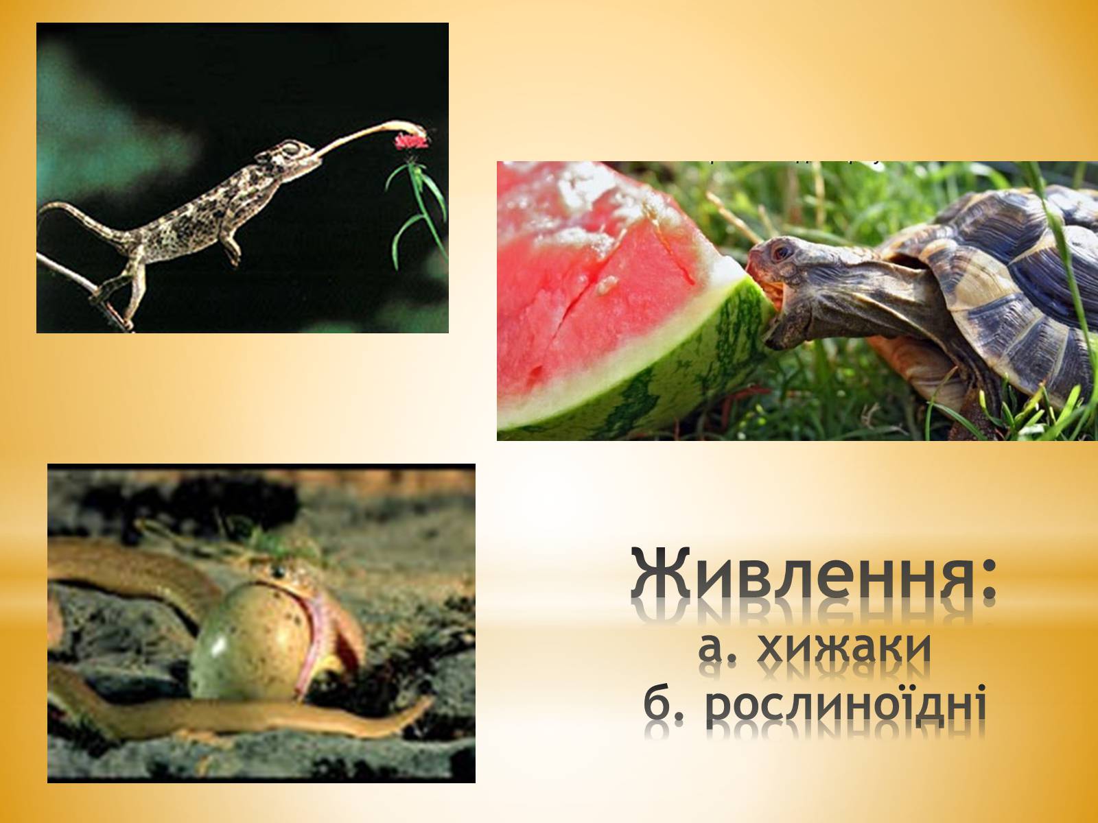 Презентація на тему «Клас Плазуни» - Слайд #13 Презентація на тему «Клас Плазуни» - Слайд #13