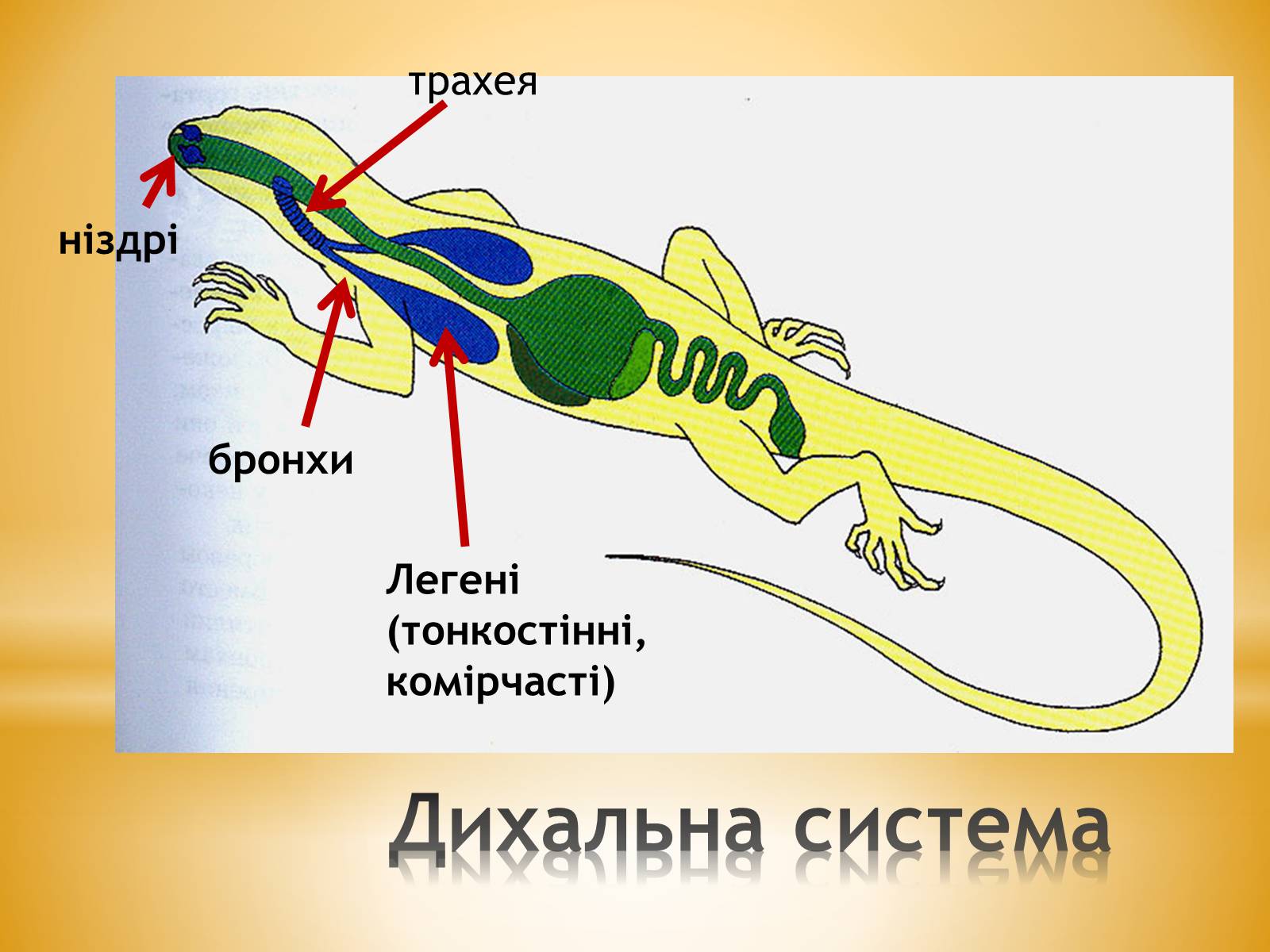 Презентація на тему «Клас Плазуни» - Слайд #14 Презентація на тему «Клас Плазуни» - Слайд #14