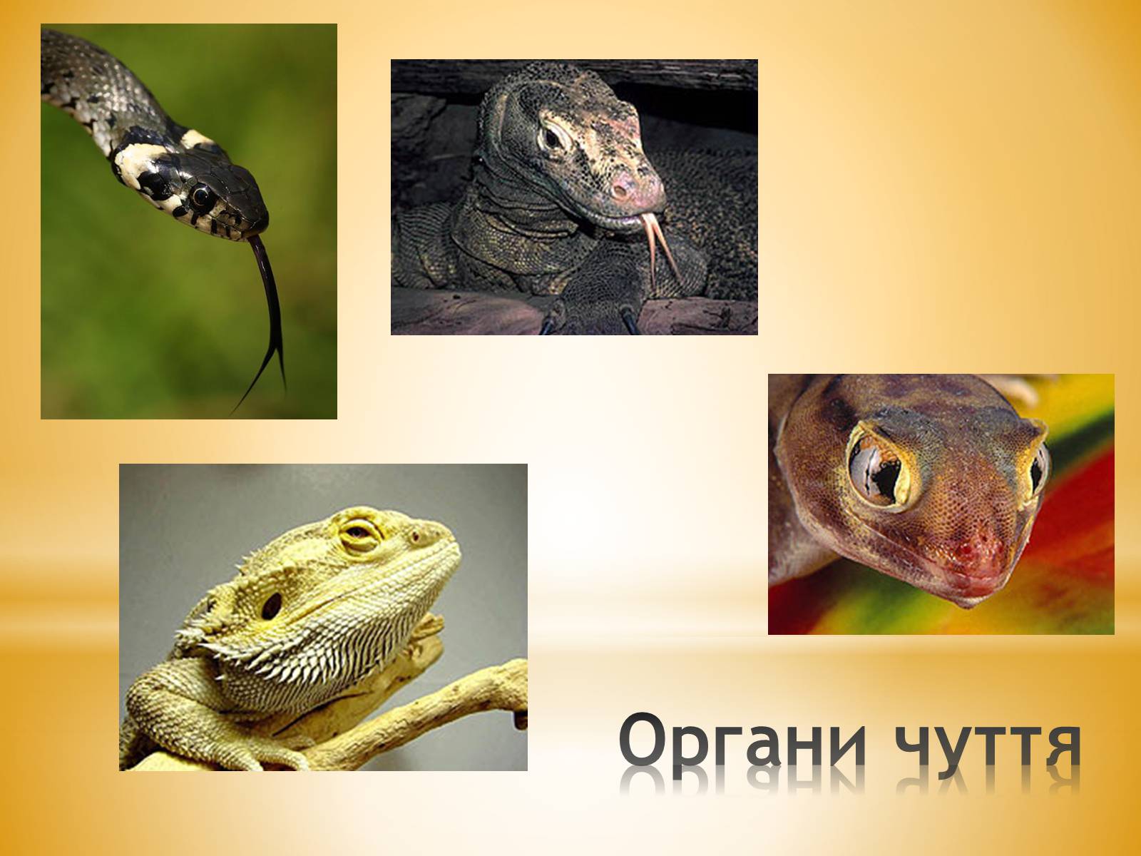 Презентація на тему «Клас Плазуни» - Слайд #17 Презентація на тему «Клас Плазуни» - Слайд #17