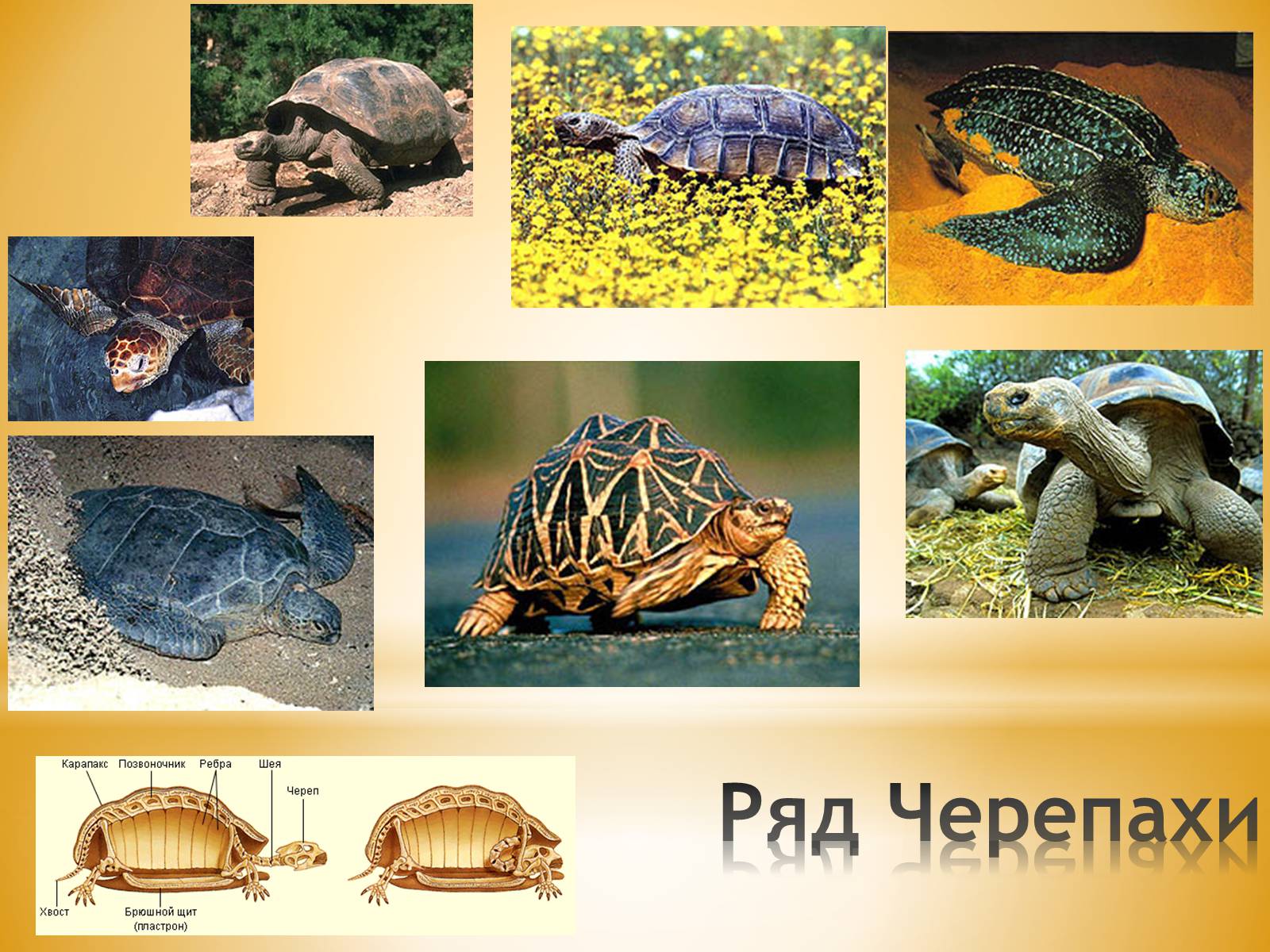 Презентація на тему «Клас Плазуни» - Слайд #25 Презентація на тему «Клас Плазуни» - Слайд #25