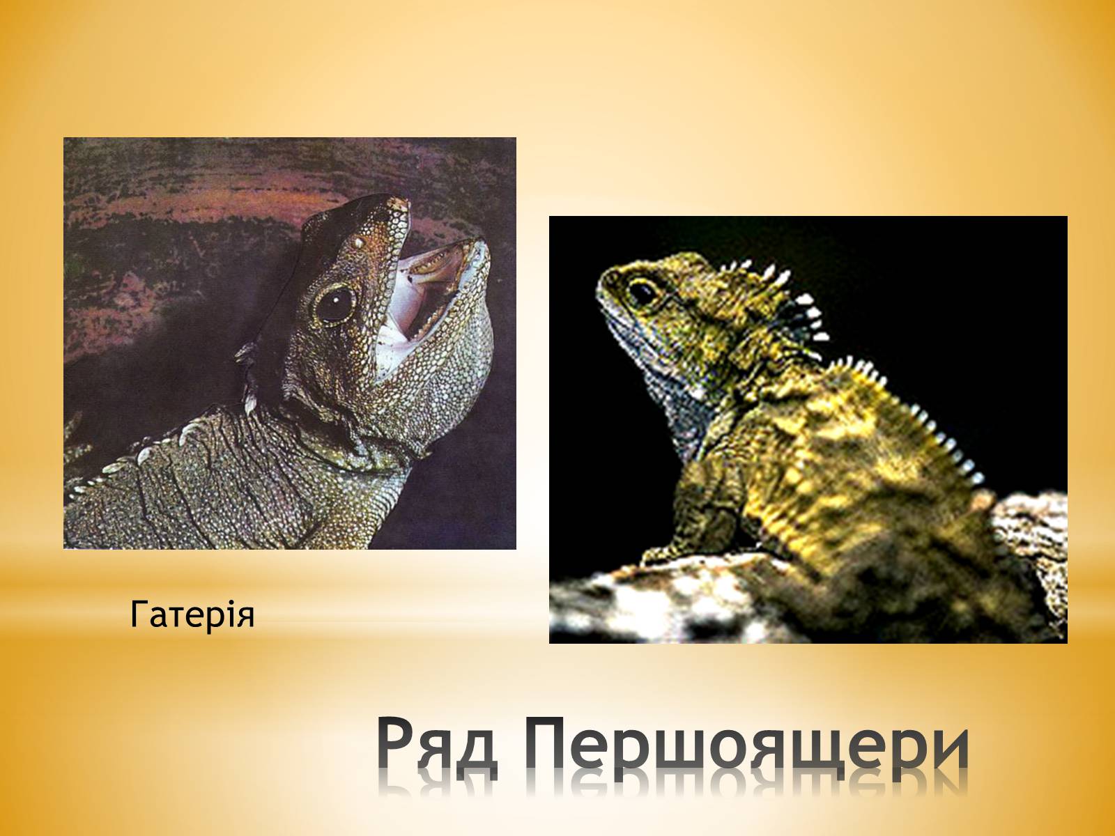Презентація на тему «Клас Плазуни» - Слайд #26 Презентація на тему «Клас Плазуни» - Слайд #26