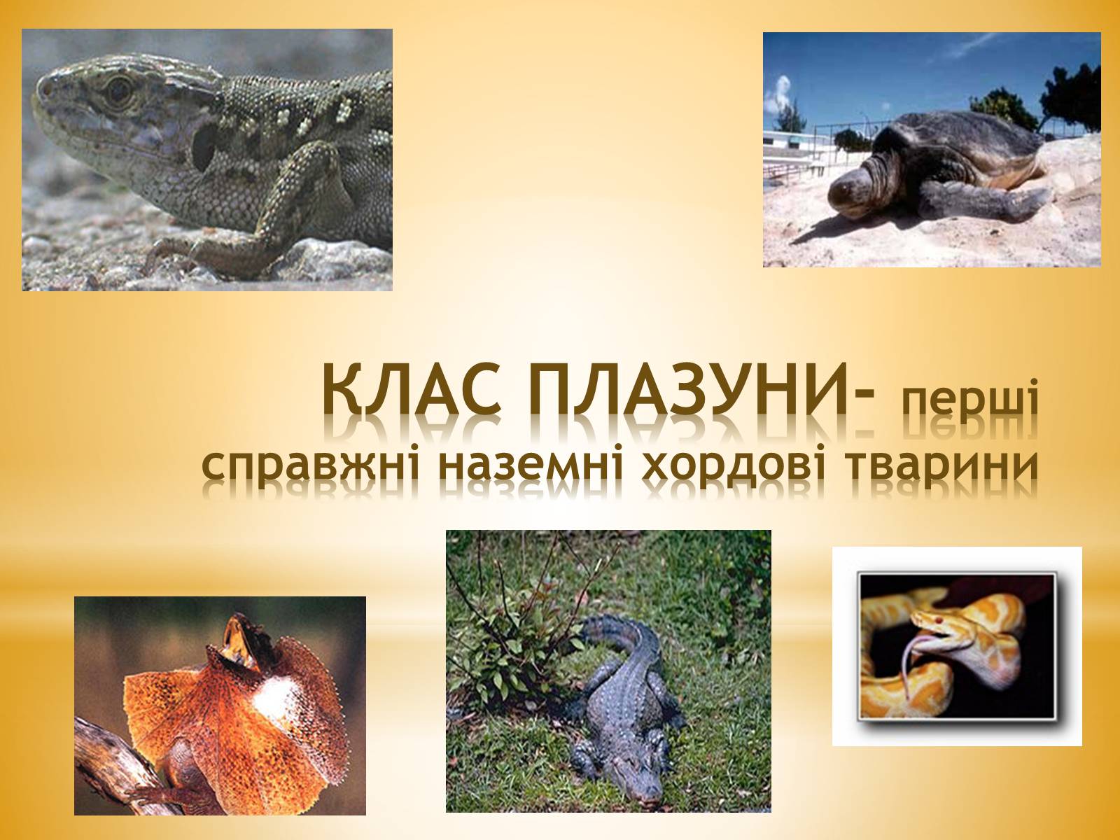 Презентація на тему «Клас Плазуни» - Слайд #6 Презентація на тему «Клас Плазуни» - Слайд #6