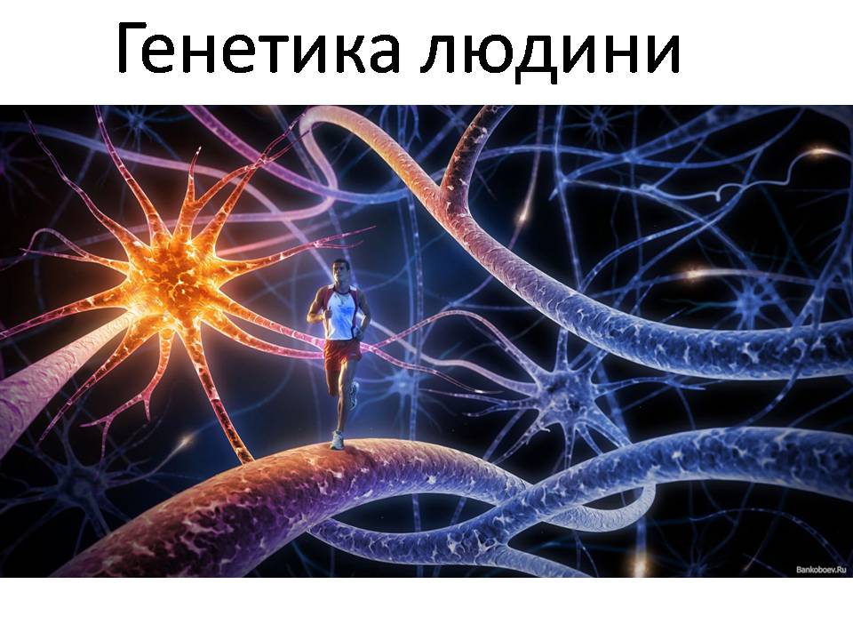 Презентація на тему «Генетика людини» (варіант 6) - Слайд #1 Презентація на тему «Генетика людини» (варіант 6) - Слайд #1