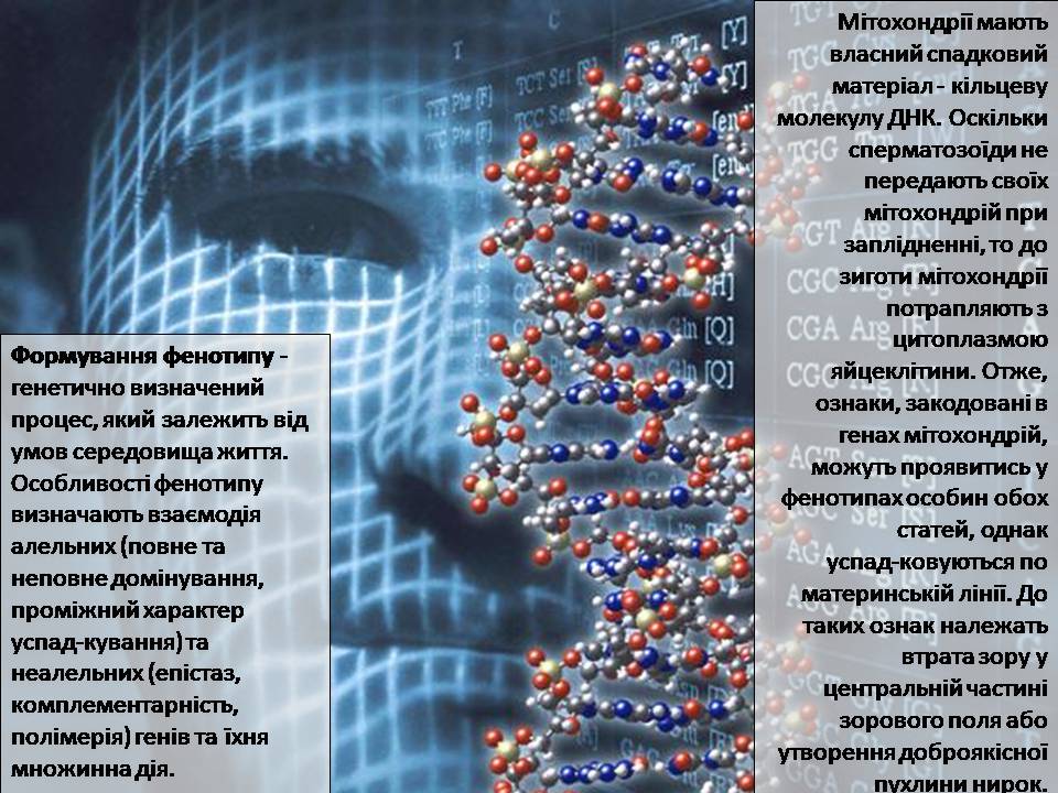 Презентація на тему «Генетика людини» (варіант 6) - Слайд #5 Презентація на тему «Генетика людини» (варіант 6) - Слайд #5