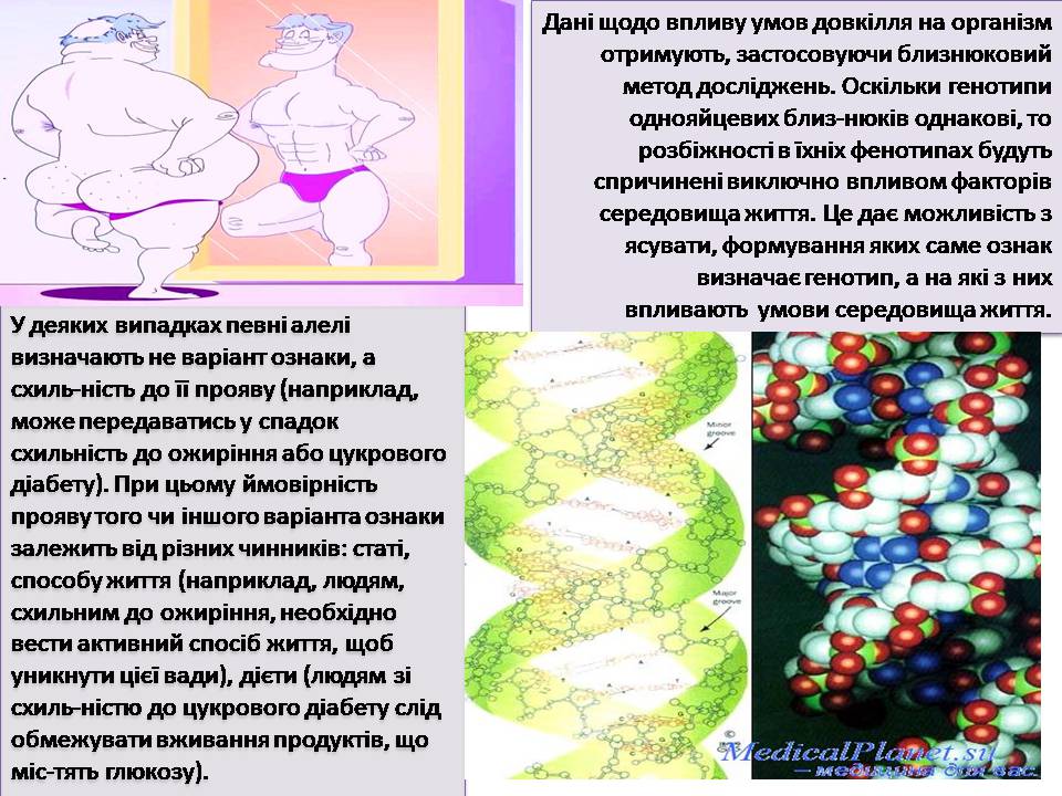 Презентація на тему «Генетика людини» (варіант 6) - Слайд #6 Презентація на тему «Генетика людини» (варіант 6) - Слайд #6