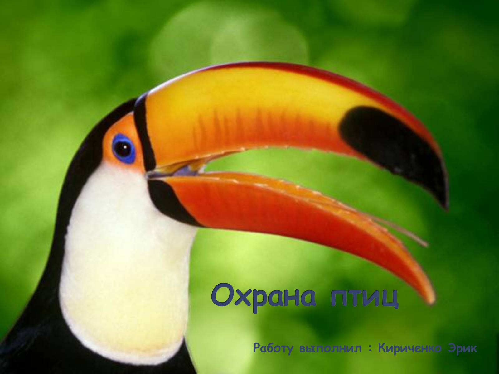 Презентація на тему «Охрана птиц» - Слайд #1 Презентація на тему «Охрана птиц» - Слайд #1