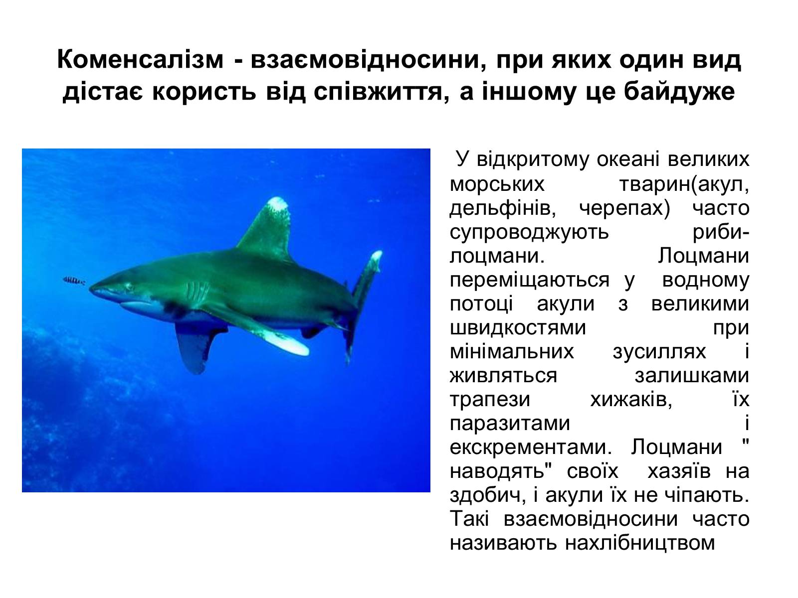 Презентація на тему «Симбіоз» - Слайд #20 Презентація на тему «Симбіоз» - Слайд #20