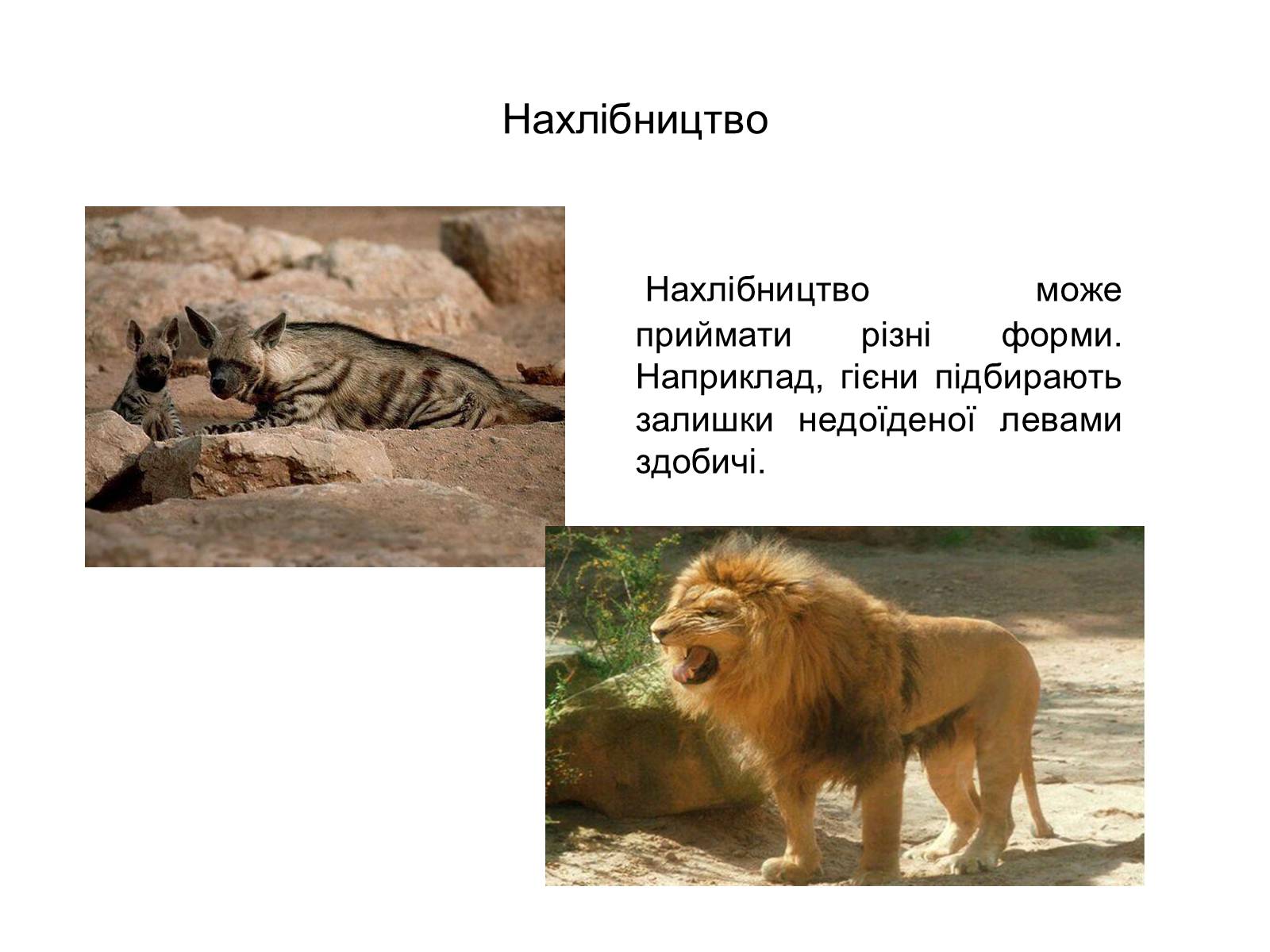 Презентація на тему «Симбіоз» - Слайд #21 Презентація на тему «Симбіоз» - Слайд #21