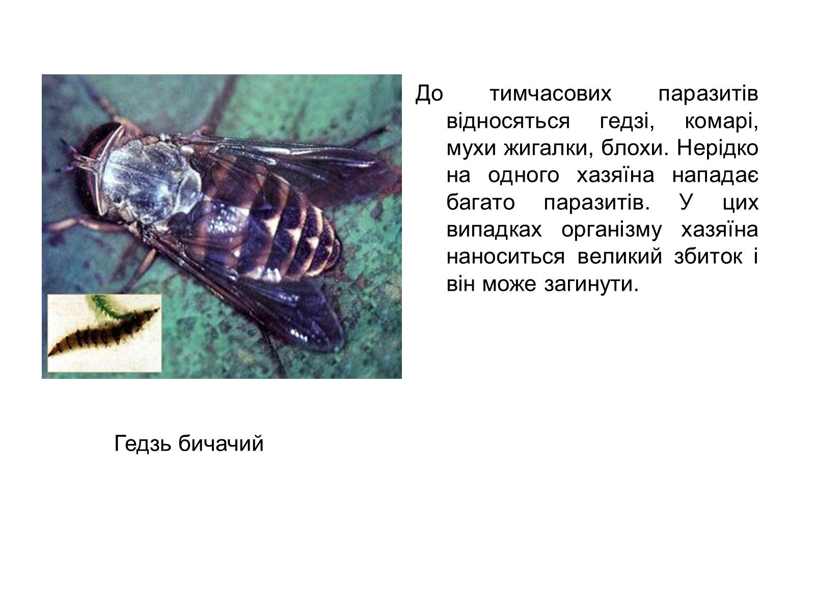 Презентація на тему «Симбіоз» - Слайд #33 Презентація на тему «Симбіоз» - Слайд #33