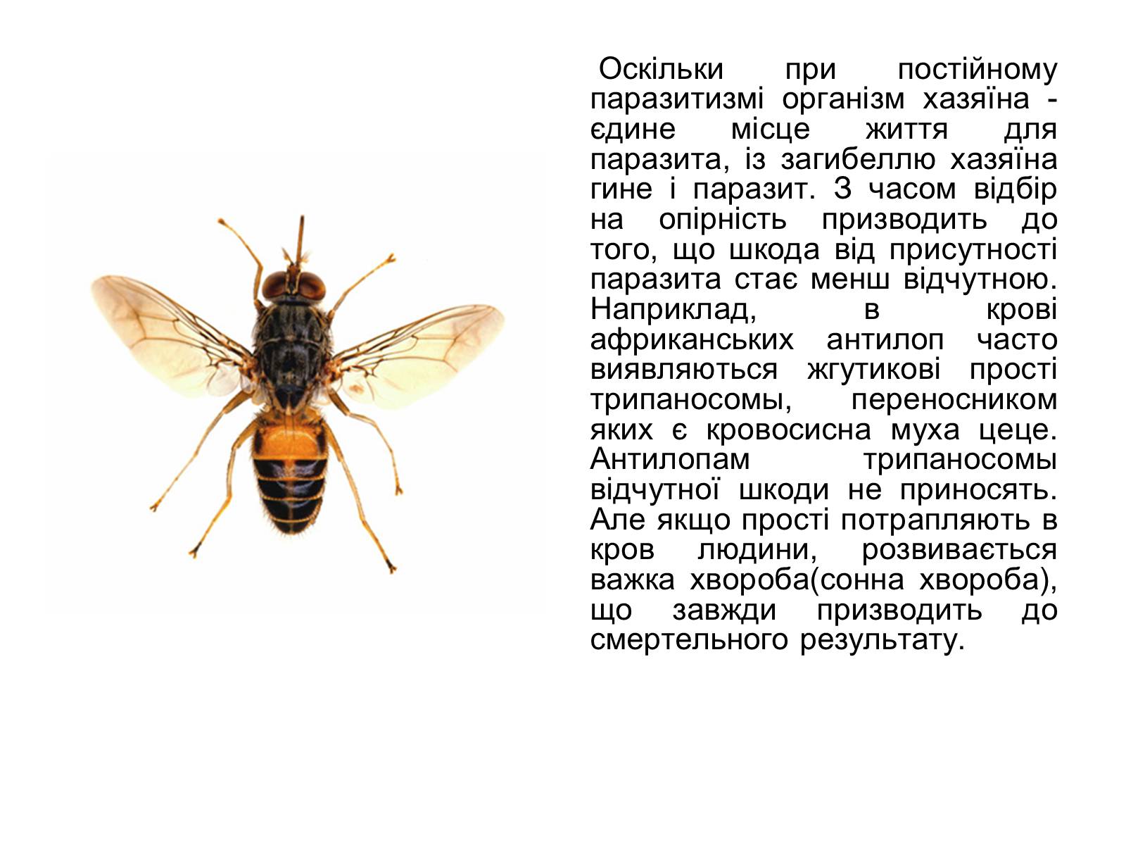Презентація на тему «Симбіоз» - Слайд #36 Презентація на тему «Симбіоз» - Слайд #36