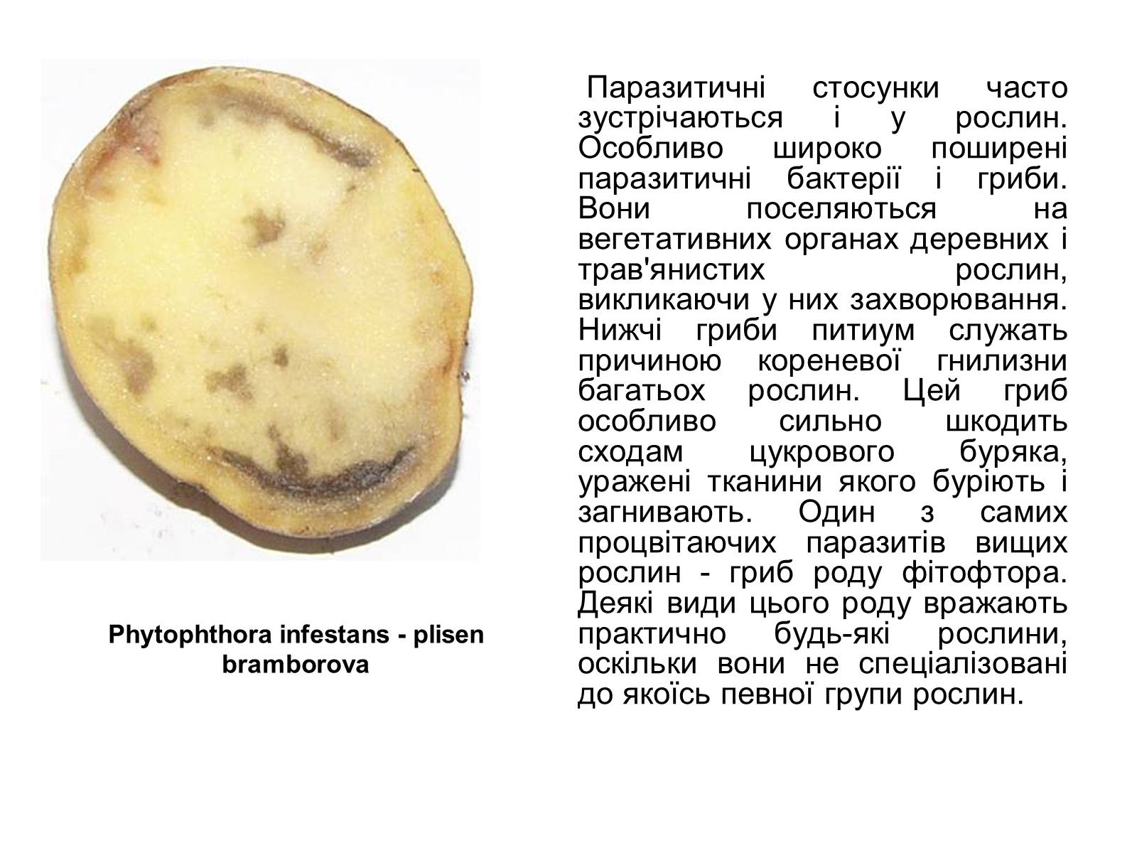Презентація на тему «Симбіоз» - Слайд #38 Презентація на тему «Симбіоз» - Слайд #38