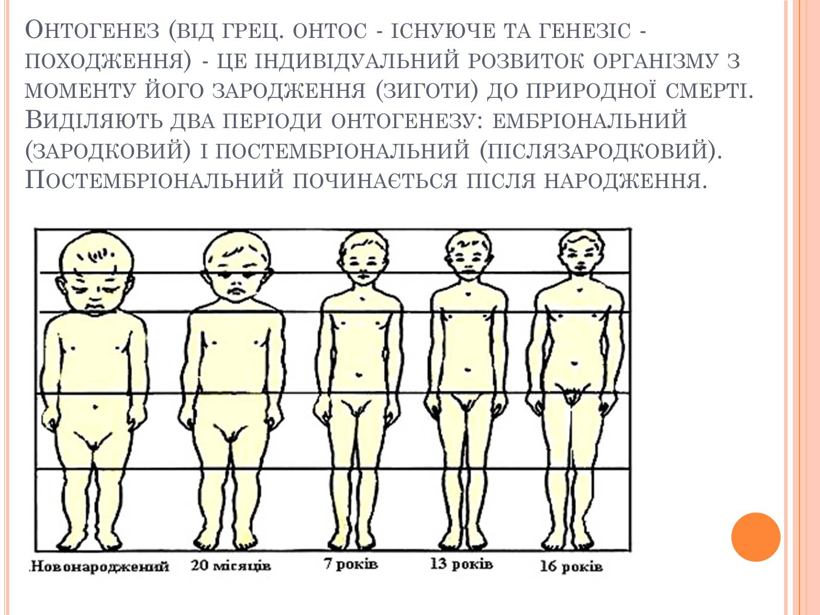 Презентація на тему «Післязародковий розвиток організму людини» - Слайд #2 Презентація на тему «Післязародковий розвиток організму людини» - Слайд #2