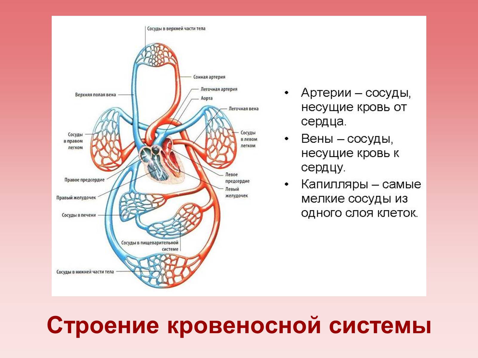 Презентація на тему «Кардиология» - Слайд #3 Презентація на тему «Кардиология» - Слайд #3