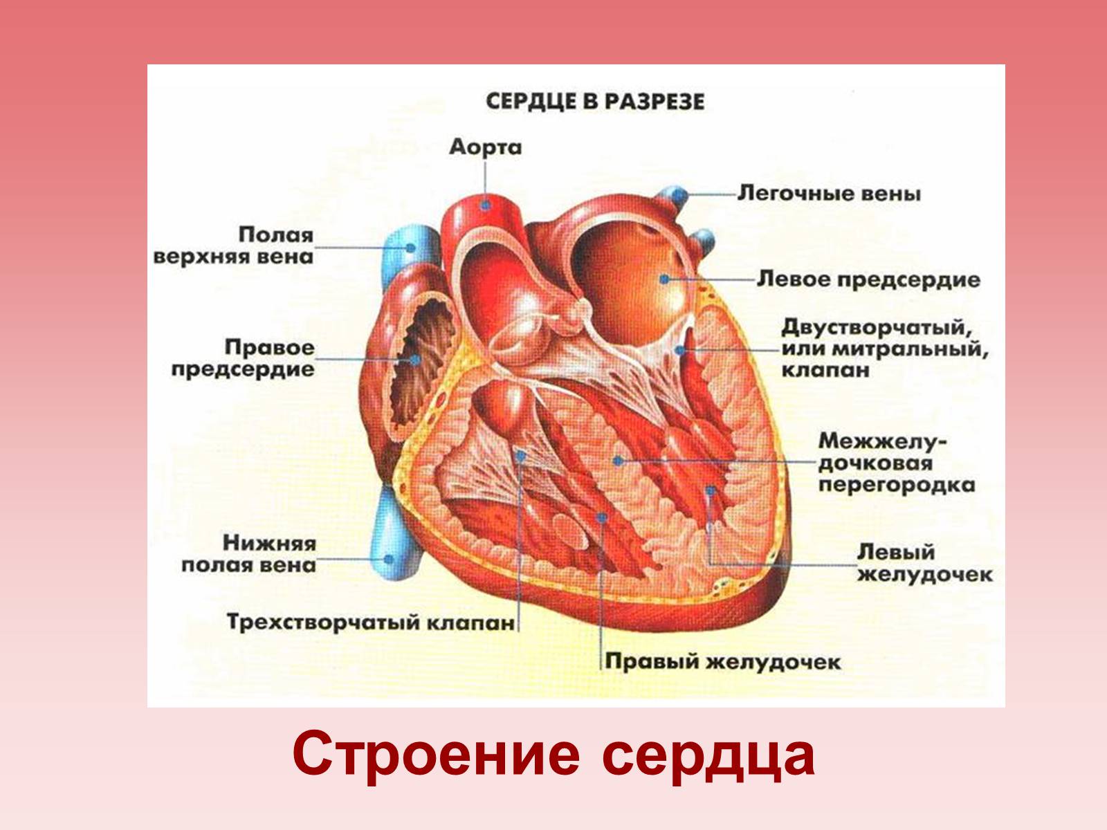 Презентація на тему «Кардиология» - Слайд #4 Презентація на тему «Кардиология» - Слайд #4