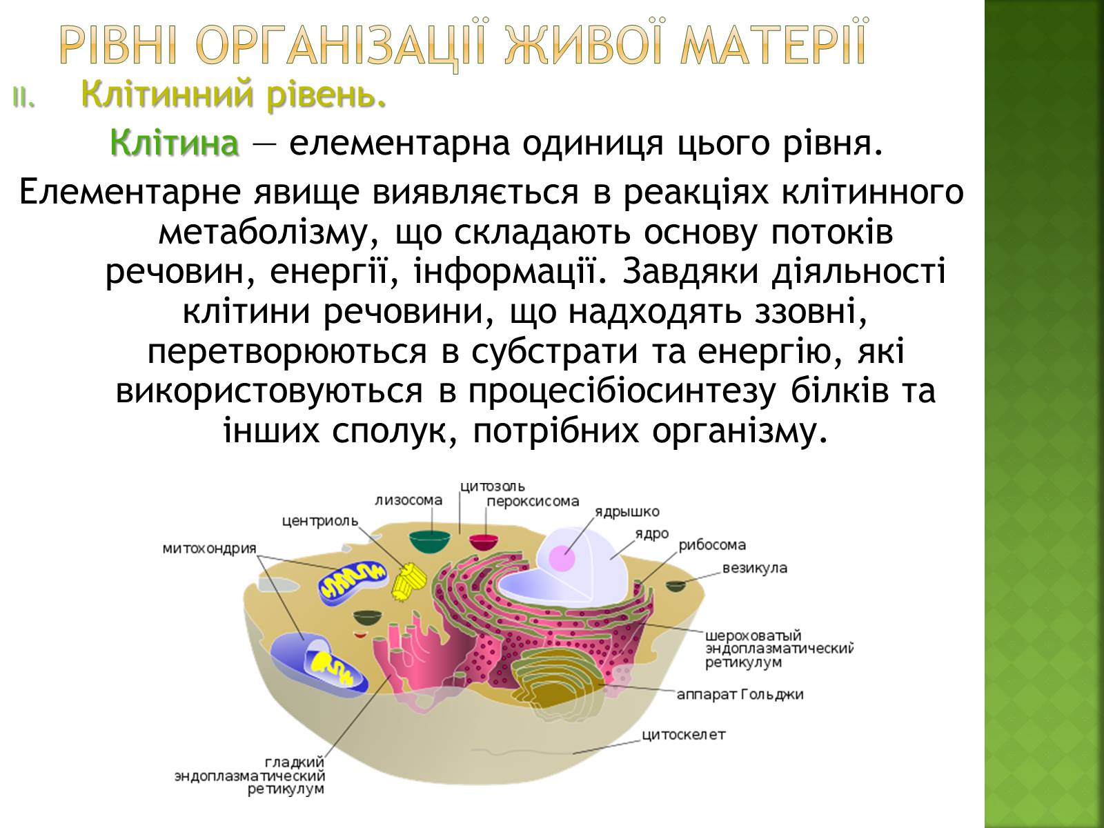 Презентація на тему «Біосфера та її межі» - Слайд #10 Презентація на тему «Біосфера та її межі» - Слайд #10