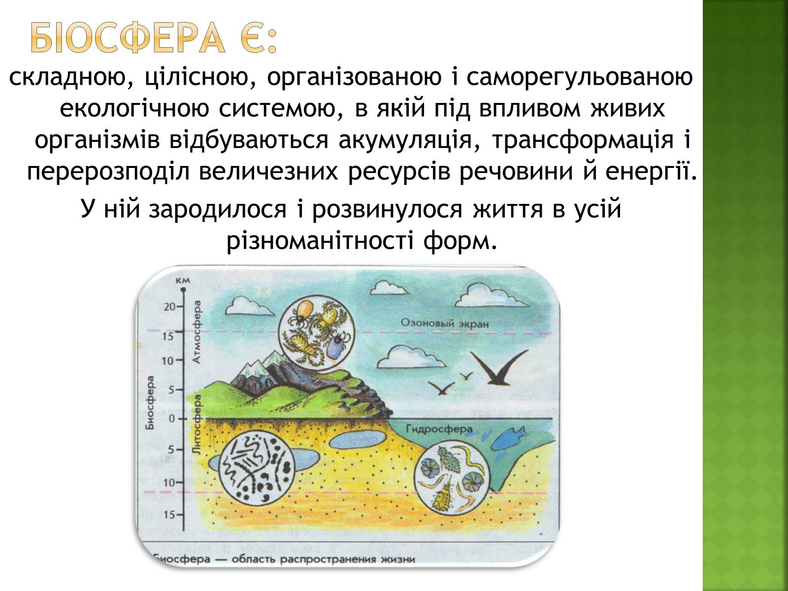 Презентація на тему «Біосфера та її межі» - Слайд #6 Презентація на тему «Біосфера та її межі» - Слайд #6