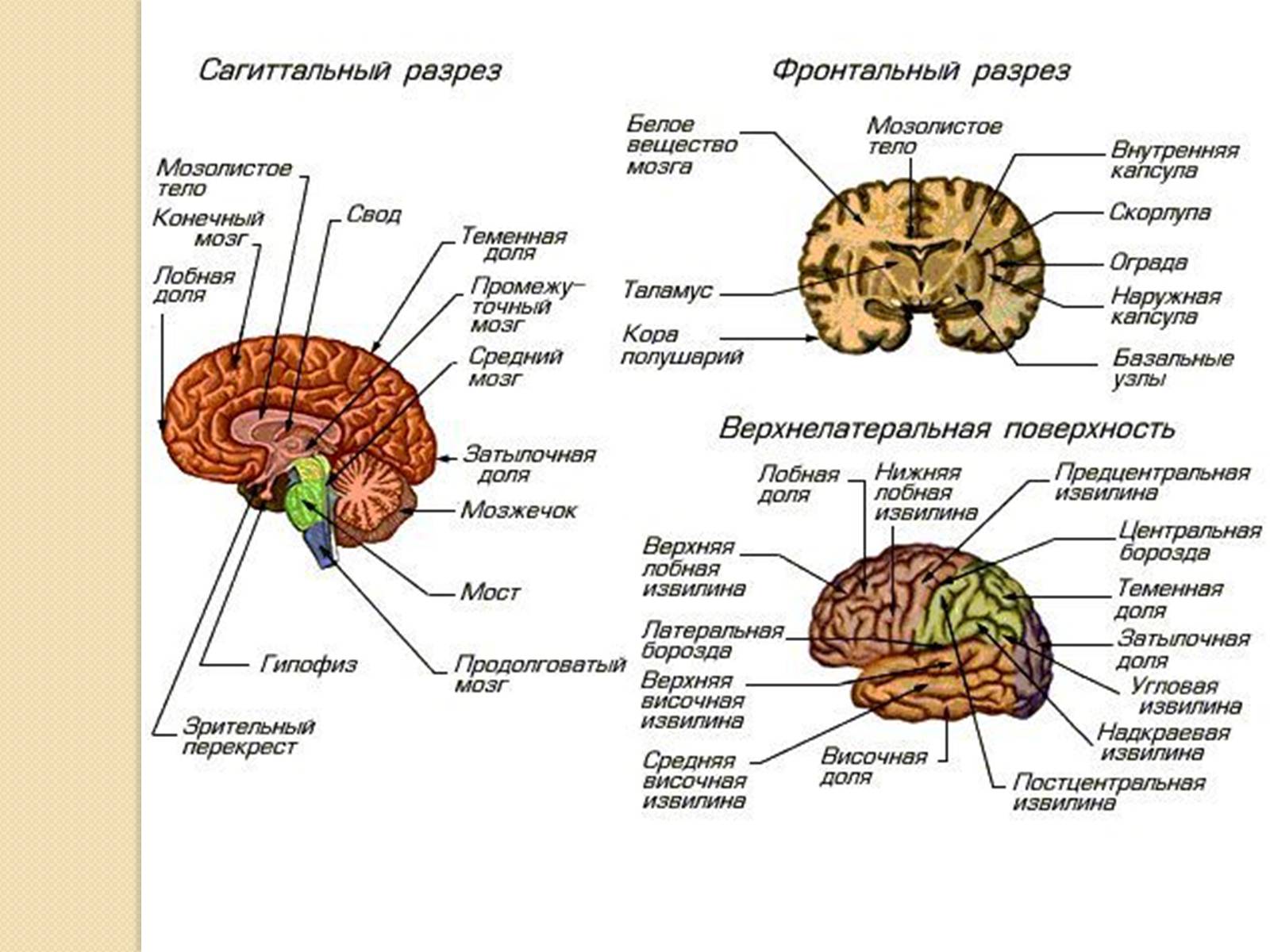 Презентація на тему «Головний мозок. Особливості його відділів» - Слайд #12 Презентація на тему «Головний мозок. Особливості його відділів» - Слайд #12