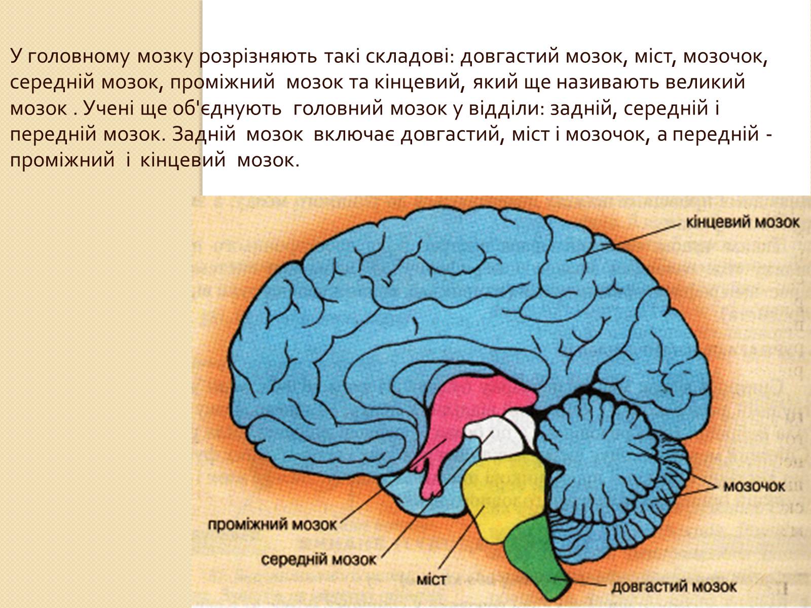 Презентація на тему «Головний мозок. Особливості його відділів» - Слайд #3 Презентація на тему «Головний мозок. Особливості його відділів» - Слайд #3